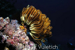 OLY50 50 50     " Cod Hole "  Coral Sea,Australia by Randy Vuletich 